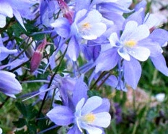 Rocky Mountain Columbine, Aquilegia caerulea, Colorado Blue Columbine, attract butterflies and hummingbirds, live potted plant NEW FOR 2024