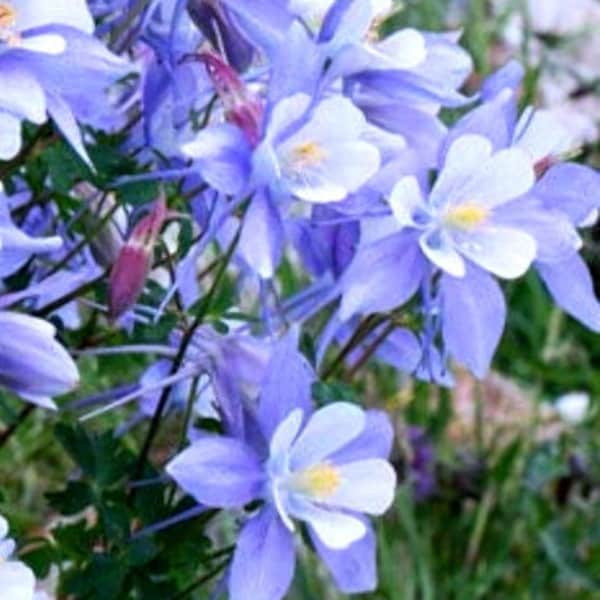 Rocky Mountain Columbine, Aquilegia caerulea, Colorado Blue Columbine, attract butterflies and hummingbirds, live potted plant NEW FOR 2024