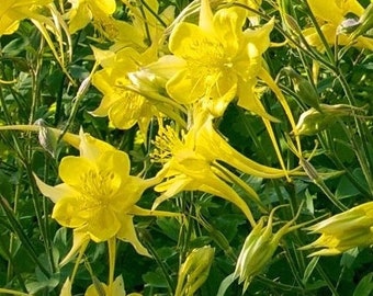 Golden Columbine, Aquilegia chrysantha 'Long-Spurred Yellow', native wildflower, hummingbirds friendly, live potted plant NEW FOR 2024