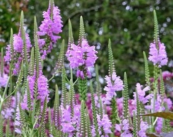 Obedient Plant, Physostegia virginiana, False Dragonhead, perennial wildflower grows easily and quickly, live potted plant NEW FOR 2024