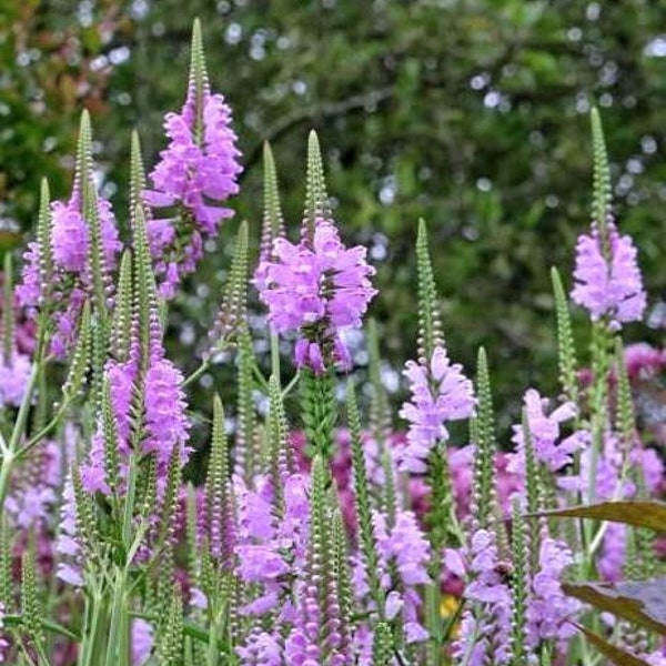 Obedient Plant, Physostegia virginiana, False Dragonhead, perennial wildflower grows easily and quickly, live potted plant NEW FOR 2024