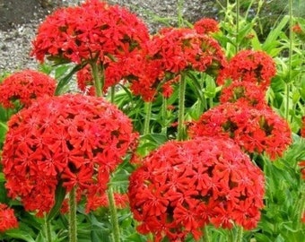 Maltese Cross, Lychnis chalcedonica, hardy perennial, great addition to butterfly and cottage gardens, live potted plant NEW FOR 2024