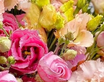 Lisianthus, Eustoma, hardened and ready to plant, rose-like flowers without thorns, live potted plant in 10 colors, NEW FOR 2026