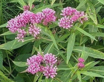 Swamp Milkweed, Asclepias incarnata, showy blooms, important food source for the monarch caterpillar, POTTED PLANT, NEW for 2024