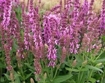 Salvia Rose Queen, Salvia nemorosa 'Rose Queen', Meadow Sage, Woodland Sage, easy to grow, aromatic leaves, live potted plant NEW FOR 2024