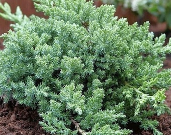 May include: A close-up of a blue-green juniper bush with soft, feathery foliage. The bush is growing in a bed of dark brown soil.