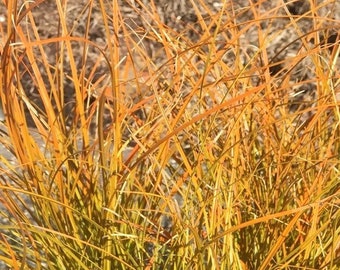 Prairie Fire Sedge, Carex testacea 'Prairie Fire', Orange Sedge, ornamental grass for sun, year-round interest, POTTED PLANT, NEW for 2024