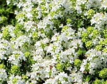 White Creeping Thyme, Thymus praecox 'Albiflorus', aromatic groundcover for sun, tolerates foot traffic, attracts butterflies, POTTED PLANT