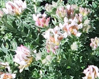 Hairy Canary Clover, Dorycnium hirsutum, drought tolerant perennial, silvery foliage, pollinators friendly, live POTTED PLANT, NEW for 2025