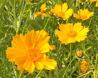 Dwarf Lance Leaved Coreopsis, Coreopsis lanceolata, Lanceleaf Tickseed, perennial, drought tolerant, live potted plant NEW FOR 2024