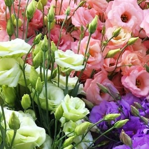 May include: A bouquet of flowers with white, pink, and purple blooms. The flowers are arranged in a vase and are in full bloom.