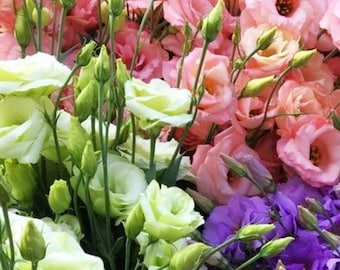 Lisianthus, Eustoma, hardened and ready to plant, rose-like cut flowers without thorns, LIVE POTTED PLANT in 10 colors