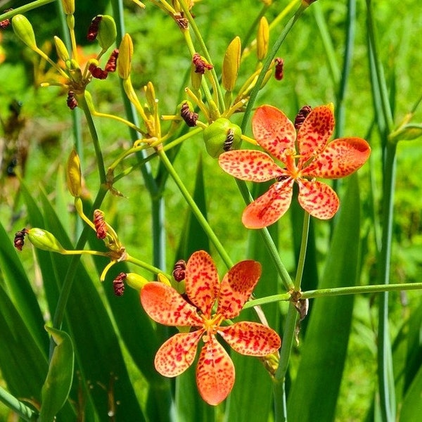 Blackberry Lily, Iris domestica, Belamcanda chinensis, Leopard Lily, easy to grow perennial plant, live potted plant NEW FOR 2024