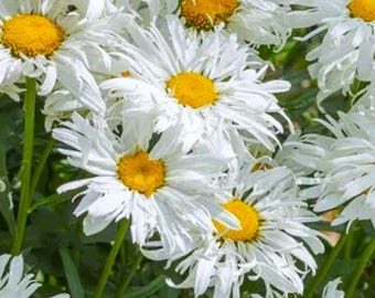 Shasta Daisy ‘Crazy Daisy’ (Leucanthemum maximum) white ruffled blooms, hardy cottage garden perennial, live POTTED PLANT, NEW for 2026