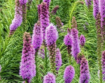Blazing Star, Liatris spicata, Dense Gayfeather, native wildflower, attract hummingbirds and butterflies, live potted plant NEW FOR 2024
