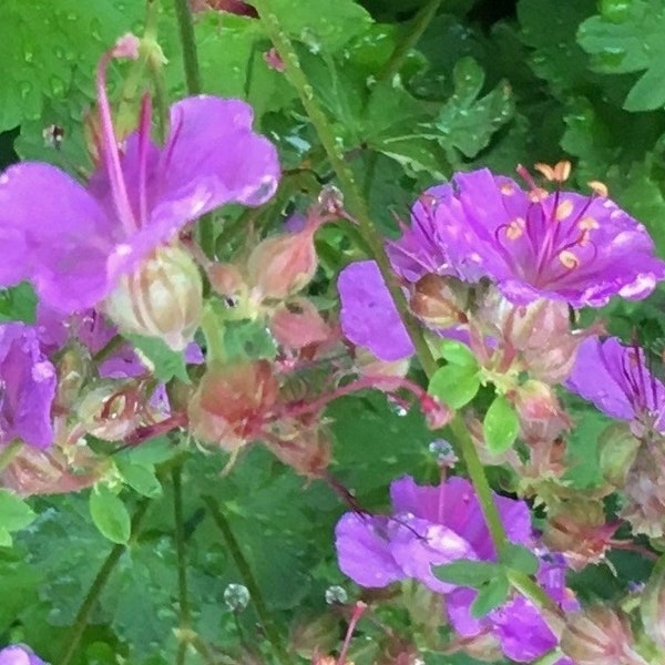 Geranium cantabrigiense Karmina, scented hardy geranium, Cranesbill, rare groundcover, attracts butterflies, heat tolerant, POTTED PLANT