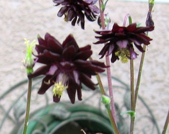 Columbine 'Black Barlow' (Aquilegia vulgaris), Granny's Bonnet, spring flowering perennial, butterflies friendly, LIVE POTTED PLANT