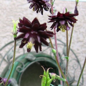 May include: A close-up of a dark purple flower with green stems and leaves. The flower has five petals and a yellow center. The flower is in focus, while the background is blurred.