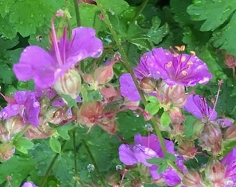 Geranium cantabrigiense Karmina, scented hardy Geranium, Cranesbill, rare groundcover attracts butterflies, heat tolerant, LIVE POTTED PLANT