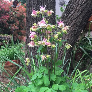 K&ouml;nnte beinhalten: Eine Gruppe von rosa und wei&szlig;en Akelei-Bl&uuml;ten mit gr&uuml;nen Bl&auml;ttern, die in einem Garten wachsen.