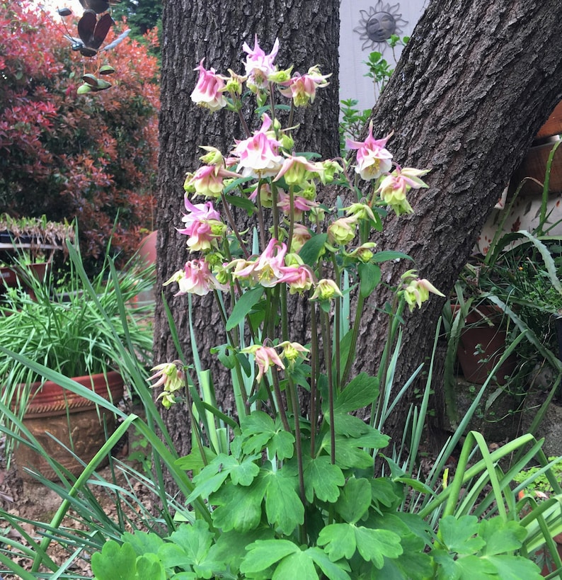 K&ouml;nnte beinhalten: Eine Gruppe von rosa und wei&szlig;en Akelei-Bl&uuml;ten mit gr&uuml;nen Bl&auml;ttern, die in einem Garten wachsen.
