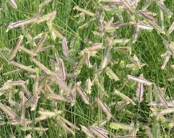 Blue Grama Grass, Bouteloua gracilis, native perennial,  drought tolerant ornamental grass, potted plant, NEW for 2024
