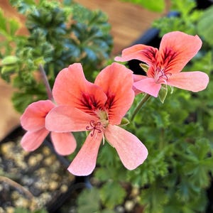 May include: Close-up of vibrant pink geranium flowers with dark red veining. The petals are delicate and slightly ruffled, with a cluster of green leaves in the background. The flowers are in full bloom, showcasing their intricate details.