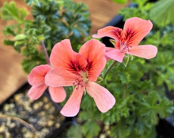 Scented Pelargonium ‘Bunny Brunch’, Fragrant Geranium, perfect for containers & patio pots, live POTTED PLANT, NEW for 2026