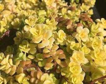 Sedum makinoi 'Ogon', Golden Japanese Stonecrop, live succulent, easy to grow perennial groundcover, drought tolerant, LIVE POTTED PLANT