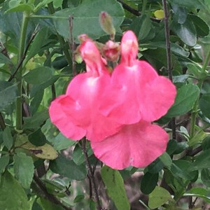 Puede incluir: Primer plano de una flor rosa con una forma &uacute;nica, floreciendo en un arbusto verde.