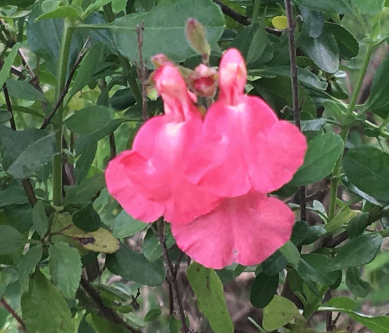 Puede incluir: Primer plano de una flor rosa con una forma &uacute;nica, floreciendo en un arbusto verde.