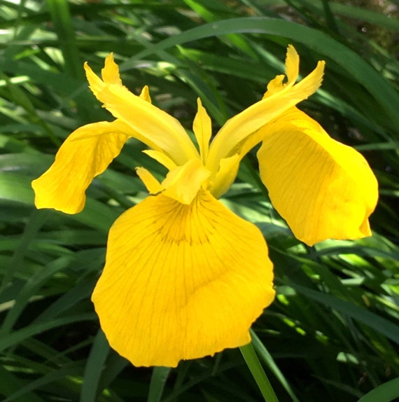 Bandera amarilla Iris Iris pseudacorus Flor de lis Bandera - Etsy España Bandera amarilla Iris Iris pseudacorus Flor de lis Bandera - Etsy España