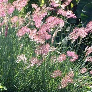 K&ouml;nnte beinhalten: Nahaufnahme einer Gruppe von rosa bl&uuml;hendem Ziergras. Das Gras hat lange, d&uuml;nne Bl&auml;tter und zarte rosa Bl&uuml;tenk&ouml;pfe.