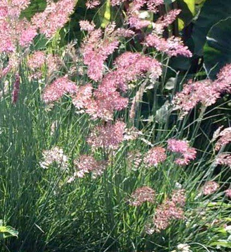 K&ouml;nnte beinhalten: Nahaufnahme einer Gruppe von rosa bl&uuml;hendem Ziergras. Das Gras hat lange, d&uuml;nne Bl&auml;tter und zarte rosa Bl&uuml;tenk&ouml;pfe.
