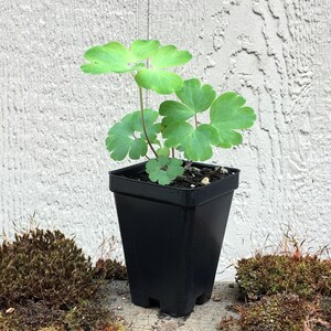 K&ouml;nnte beinhalten: Eine kleine gr&uuml;ne Pflanze mit f&uuml;nf Bl&auml;ttern, die in einem schwarzen Plastiktopf w&auml;chst. Die Pflanze steht auf einer braunen Oberfl&auml;che mit Moos drumherum.