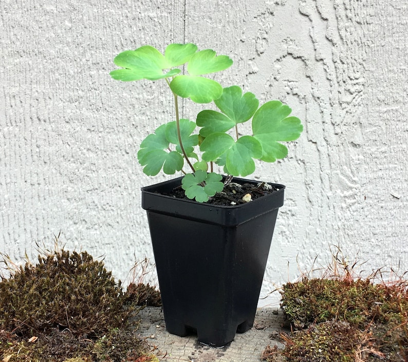 K&ouml;nnte beinhalten: Eine kleine gr&uuml;ne Pflanze mit f&uuml;nf Bl&auml;ttern, die in einem schwarzen Plastiktopf w&auml;chst. Die Pflanze steht auf einer braunen Oberfl&auml;che mit Moos drumherum.