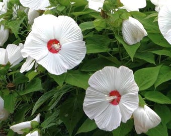 Hardy Hibiscus 'Luna White' (Hibiscus moscheutos) Swamp Rose Mallow, tropical looking perennial, live POTTED PLANT, NEW for 2026