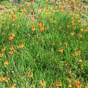 Bulbine frutescens, Orange Stalked Bulbine, Burn Jelly Plant, Snake Flower, evergreen groundcover, flowering succulent, 2 LIVE PLANTS image 3
