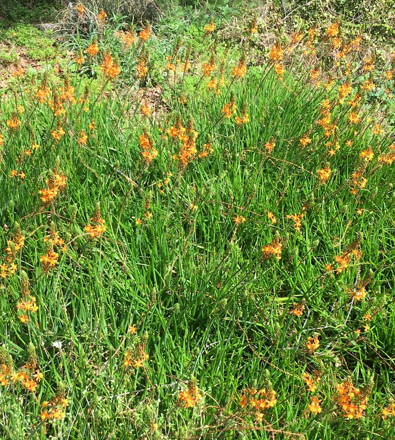 Bulbine frutescens, Orange Stalked Bulbine, Burn Jelly Plant, Snake Flower, evergreen groundcover, flowering succulent, 2 LIVE PLANTS image 3