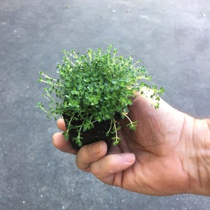 Miniature Creeping Thyme Elfin, Thymus serpyllum, fragrant groundcover for sun, tolerates foot traffic, attracts pollinators, LIVE PLANT 1 plug NO pot