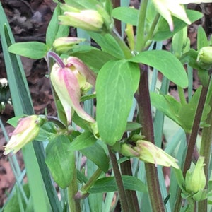 K&ouml;nnte beinhalten: Nahaufnahme einer gr&uuml;nen Pflanze mit rosa und wei&szlig;en Bl&uuml;tenknospen. Die Pflanze hat lange, d&uuml;nne St&auml;ngel und Bl&auml;tter.