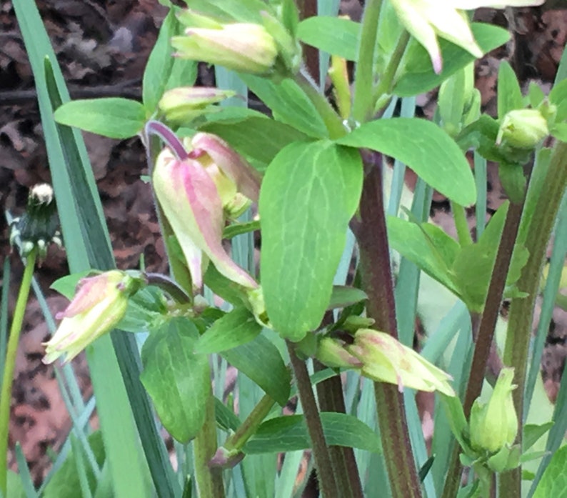 K&ouml;nnte beinhalten: Nahaufnahme einer gr&uuml;nen Pflanze mit rosa und wei&szlig;en Bl&uuml;tenknospen. Die Pflanze hat lange, d&uuml;nne St&auml;ngel und Bl&auml;tter.