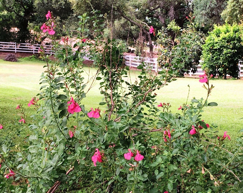 May include: A close-up of a pink flowering bush with green leaves. The bush is in a garden setting with a white fence in the background.