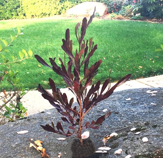 Purple Hopseed Bush (dodonaea Viscosa 'purpurea') Large Shrub or Small Tree  Easy to Grow, Screen Plant, Drought Tolerant, LIVE POTTED PLANT - Etsy