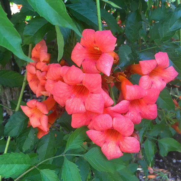 Trumpet Vine, Campsis radicans, Trumpet Creeper, Hellvine, summer flowering perennial easy to grow, hummingbirds friendly, LIVE PLANT