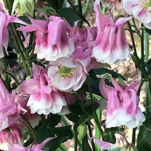K&ouml;nnte beinhalten: Nahaufnahme von rosa und wei&szlig;en Akelei-Bl&uuml;ten in voller Bl&uuml;te. Die Bl&uuml;ten haben eine zarte, glockenf&ouml;rmige Form mit gekr&auml;uselten Bl&uuml;tenbl&auml;ttern.