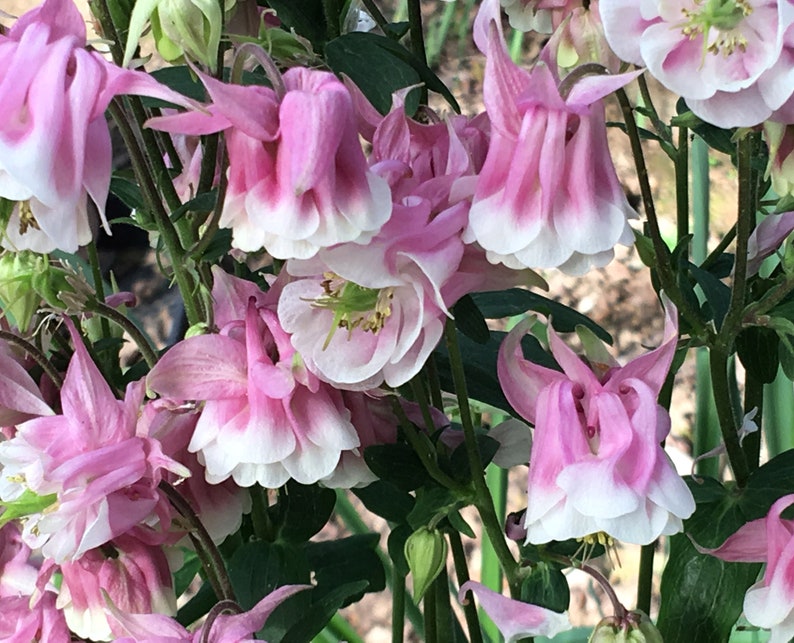 K&ouml;nnte beinhalten: Nahaufnahme von rosa und wei&szlig;en Akelei-Bl&uuml;ten in voller Bl&uuml;te. Die Bl&uuml;ten haben eine zarte, glockenf&ouml;rmige Form mit gekr&auml;uselten Bl&uuml;tenbl&auml;ttern.