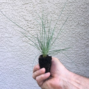 May include: A white ceramic mug with a black handle and the text "But First, Coffee" in a black, bold font. The mug is on a white surface.