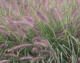 Black Fountain Grass, Pennisetum alopecuroides Viridescens, Chinese Fountain Grass, beautiful year round, potted plant, NEW for 2024