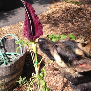 Dragon Arum (Dracunculus vulgaris) gothic exotic hardy perennial, rare tropical looking plant, easy to grow, 1 POTTED BULB afbeelding 9
